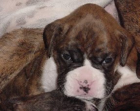 Brindle Male 1