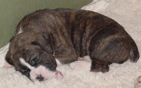 Brindle Male 2