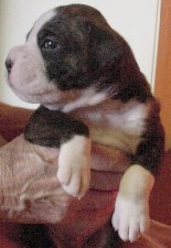 Brindle Male 3