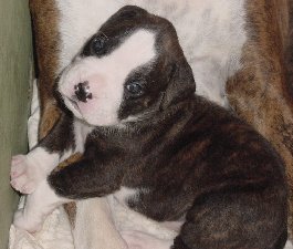 Brindle Male 3