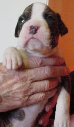 Brindle Male 4