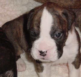 Brindle Male 4