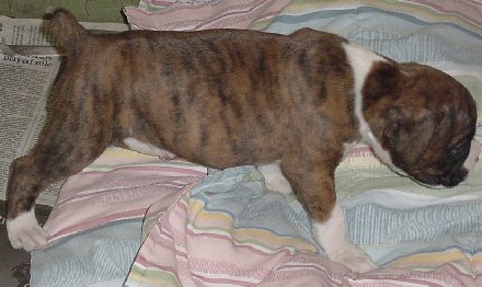 Brindle Male 1