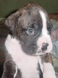 Brindle Male 2