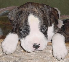 Brindle Male 3