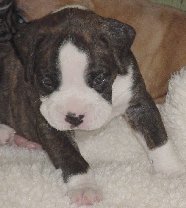 Brindle Male 3