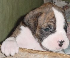 Brindle Male 4