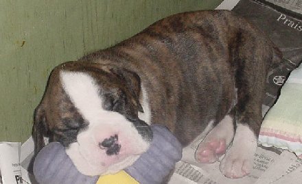 Brindle Male 4