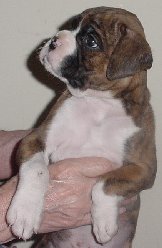 Brindle Male 1