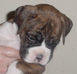 Brindle Male 1