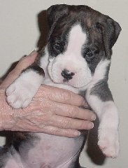 Brindle Male 3