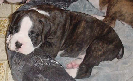 Brindle Male 3