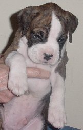 Brindle Male 4