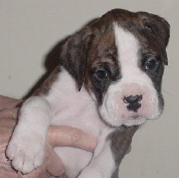 Brindle Male 4