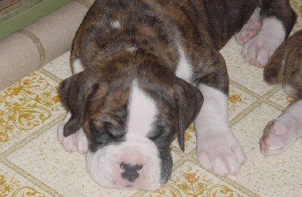 Brindle Male 4