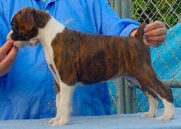 Brindle Female 1