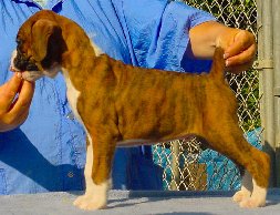 Brindle Male 1