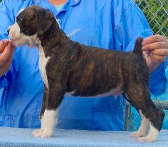 Brindle Male 3