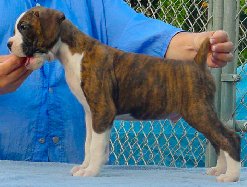 Brindle Male 4