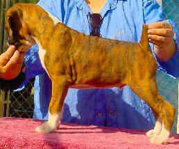 Brindle Male 1