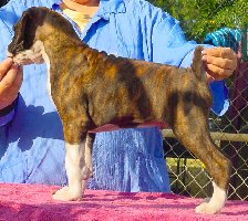 Brindle Male 2