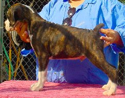 Brindle Male 3