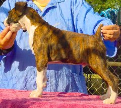 Brindle Male 4