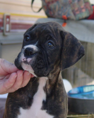 Brindle Female