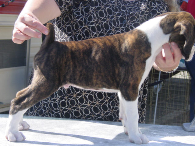 Brindle Male