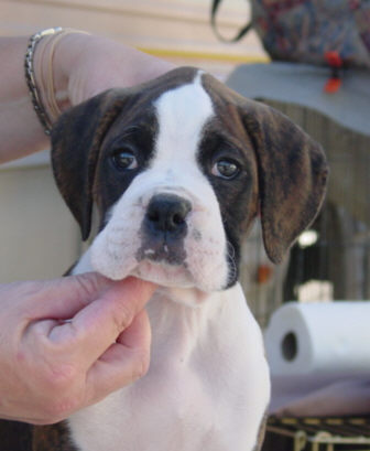 Brindle Male