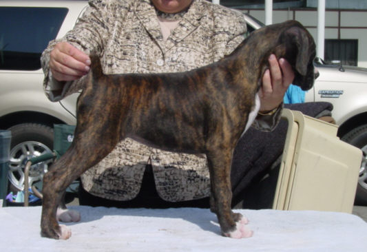 Brindle Female