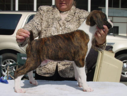 Brindle Male