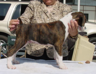 Brindle Male