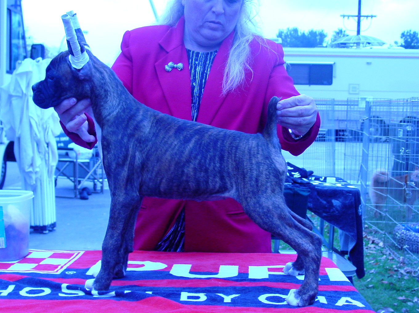 Brindle Female