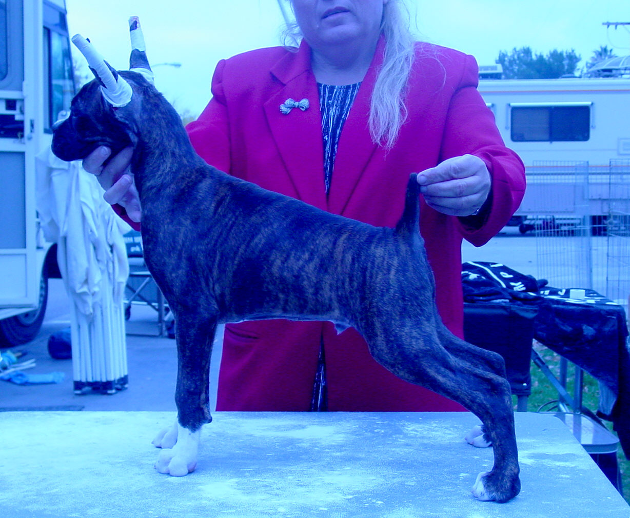 Brindle Male