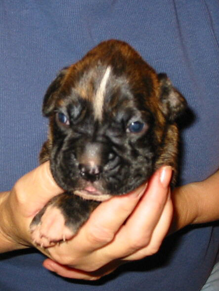 Brindle Female