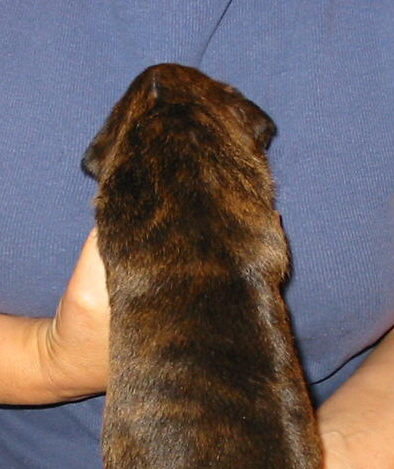 Brindle Female