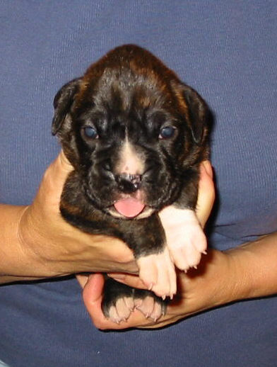Brindle Male