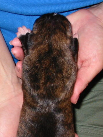 Brindle Male