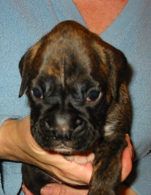 Brindle Female