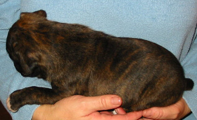 Brindle Female