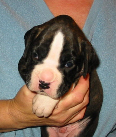 Brindle Male