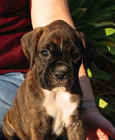 Brindle Female