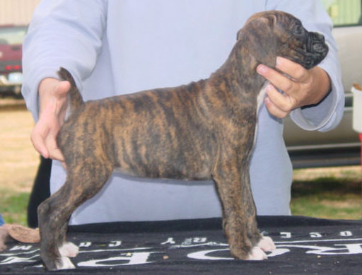 Brindle Female