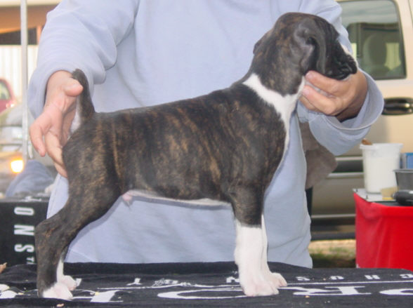 Brindle Male