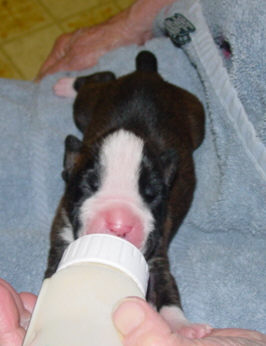 Brindle Male