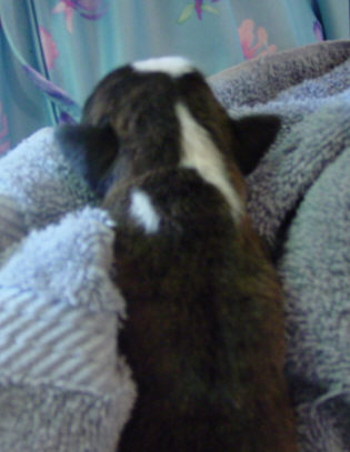 Brindle Male