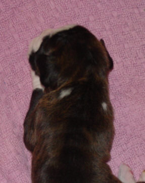 Brindle Female