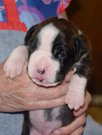 Brindle Male