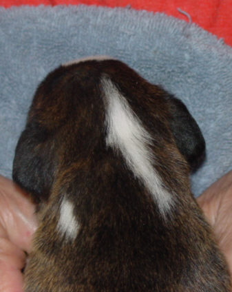 Brindle Male